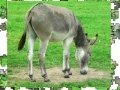 Igra Jigsaw: Donkey