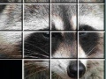 Igra Raccoon Puzzles