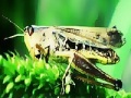 Igra Green grasshopper slide puzzle