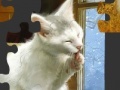 Igra White Cat