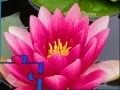 Igra Pink Water Lily Puzzle