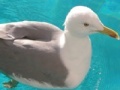 Igra Seagull: Sliding Puzzle