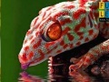 Igra Thirsty red gecko puzzle