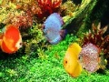 Igra Deep Colorful Ocean Fishes: Puzzle