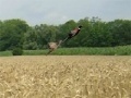 Igra Pheasant Hunting