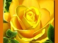 Igra Yellow Roses