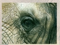 Igra Elephants