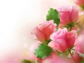 Igra Pink Roses