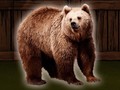 Igra Save The Grizzly Bear