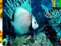 Igra Turquoise ocean fish puzzle