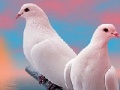 Igra Lovely white doves slide puzzle