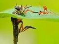 Igra Little ant and leaf slide puzzle