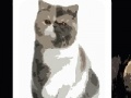 Igra Cute cats - memory matching