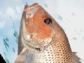 Igra Sea fishing