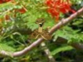 Igra Find the snakes