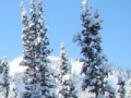 Igra Hidden targets snowy forest