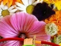 Igra Hidden Honey Bee