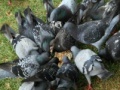 Igra Pigeons Slider