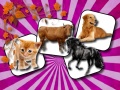Igra Domestic Animal Memory Challenge