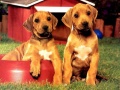 Igra Puppy Pairs Puzzle