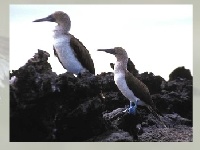 Igra Marine birds