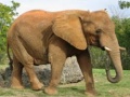 Igra Animals Jigsaw Puzzle - Elephants
