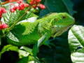 Igra Wild Iguana