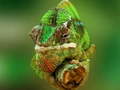 Igra Chameleon Jigsaw