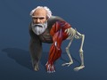Igra Idle Evolution From Cell To Human