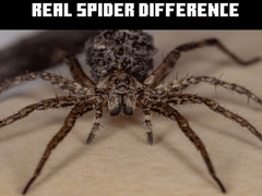 Igra Real Spider Difference