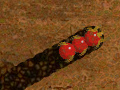 Igra Worm Madness