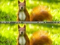 Igra Squirrel difference
